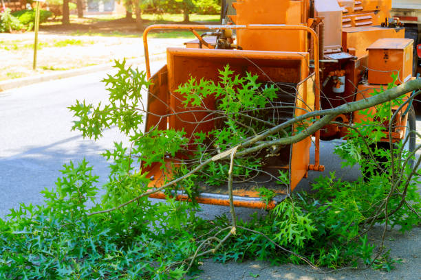 Reliable Grosse Pointe Park, MI Tree Care Services Solutions